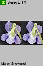 Viola canina s.str. (fiołek psi)
