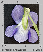 Viola canina s.str. (fiołek psi)