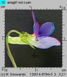 Viola canina s.str. (fiołek psi)
