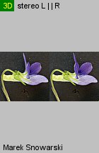 Viola canina s.str. (fiołek psi)