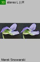 Viola canina s.str. (fiołek psi)