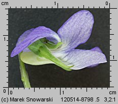 Viola canina s.str. (fiołek psi)