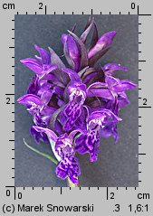 Dactylorhiza majalis (kukułka szerokolistna typowa)