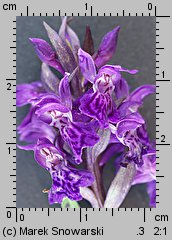 Dactylorhiza majalis (kukułka szerokolistna typowa)