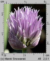 Allium schoenoprasum (czosnek szczypiorek)