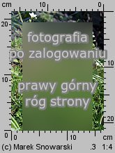 Saxifraga hypnoides (skalnica rokietowa)