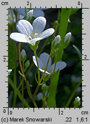 Saxifraga hypnoides (skalnica rokietowa)