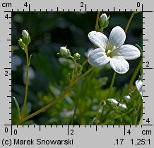 Saxifraga hypnoides (skalnica rokietowa)