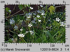 Saxifraga hypnoides (skalnica rokietowa)