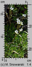 Saxifraga hypnoides (skalnica rokietowa)