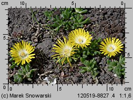 Delosperma congestum (słonecznica zwarta)