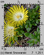 Delosperma congestum (słonecznica zwarta)