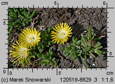 Delosperma congestum (słonecznica zwarta)