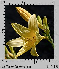 Hemerocallis flava (liliowiec żółty)