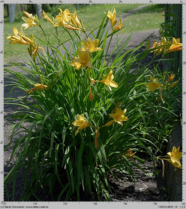 Hemerocallis flava (liliowiec żółty)