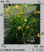 Hemerocallis flava (liliowiec żółty)