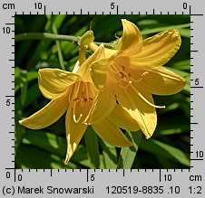 Hemerocallis flava (liliowiec żółty)