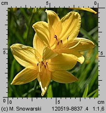 Hemerocallis flava (liliowiec żółty)