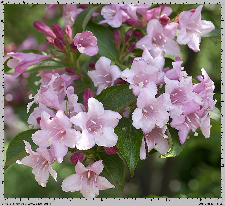 Weigela florida (krzewuszka cudowna)