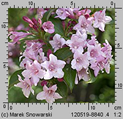 Weigela florida (krzewuszka cudowna)