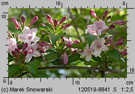 Weigela florida (krzewuszka cudowna)