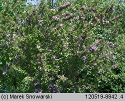 Weigela florida (krzewuszka cudowna)