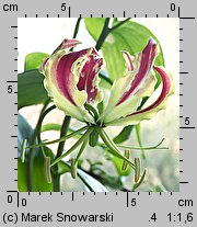 Gloriosa rothschildiana (glorioza Rotszylda)