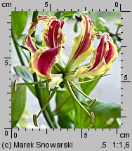 Gloriosa rothschildiana (glorioza Rotszylda)