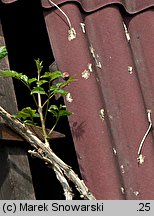 Campsis radicans (milin amerykański)