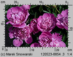 Paeonia lactiflora (piwonia chińska)