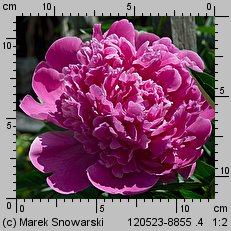 Paeonia lactiflora (piwonia chińska)