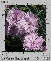 Dianthus plumarius (goździk postrzępiony)