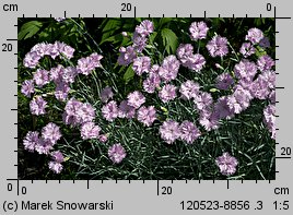 Dianthus plumarius (goździk postrzępiony)