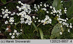 Saxifraga hypnoides (skalnica rokietowa)