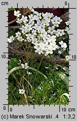 Saxifraga hypnoides (skalnica rokietowa)