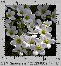 Saxifraga hypnoides (skalnica rokietowa)