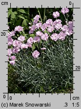 Dianthus plumarius (goździk postrzępiony)