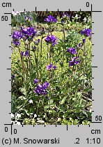 Campanula glomerata (dzwonek skupiony)