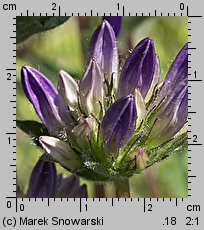 Campanula glomerata (dzwonek skupiony)