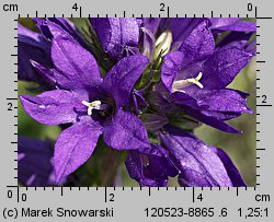 Campanula glomerata (dzwonek skupiony)