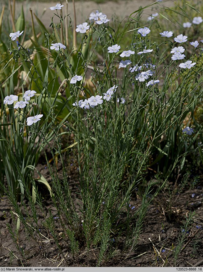 Linum perenne (len trwały)