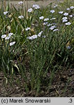 Linum perenne (len trwały)