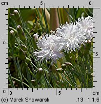 Dianthus plumarius (goździk postrzępiony)