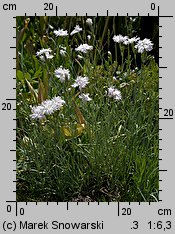 Dianthus plumarius (goździk postrzępiony)