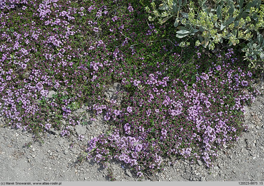 Thymus hybridus (macierzanka ogrodowa)