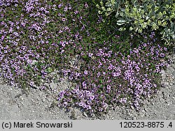 Thymus hybridus (macierzanka ogrodowa)