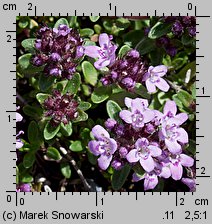 Thymus hybridus (macierzanka ogrodowa)