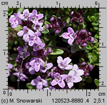 Thymus hybridus (macierzanka ogrodowa)