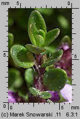 Thymus hybridus (macierzanka ogrodowa)