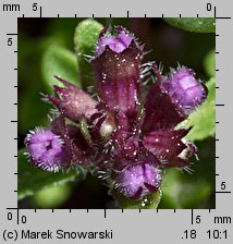 Thymus hybridus (macierzanka ogrodowa)